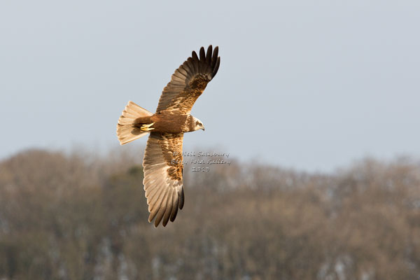 Raptor Photography by Betty Fold Gallery Hawkshead Cumbria